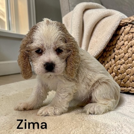 puppy, for, sale, Cocker Spaniel, Joe & Cherri  Overlease, dog, breeder, Miller, MO, dog-breeder, puppy-for-sale, forsale, nearby, find, puppyfind, locator, puppylocator, aca